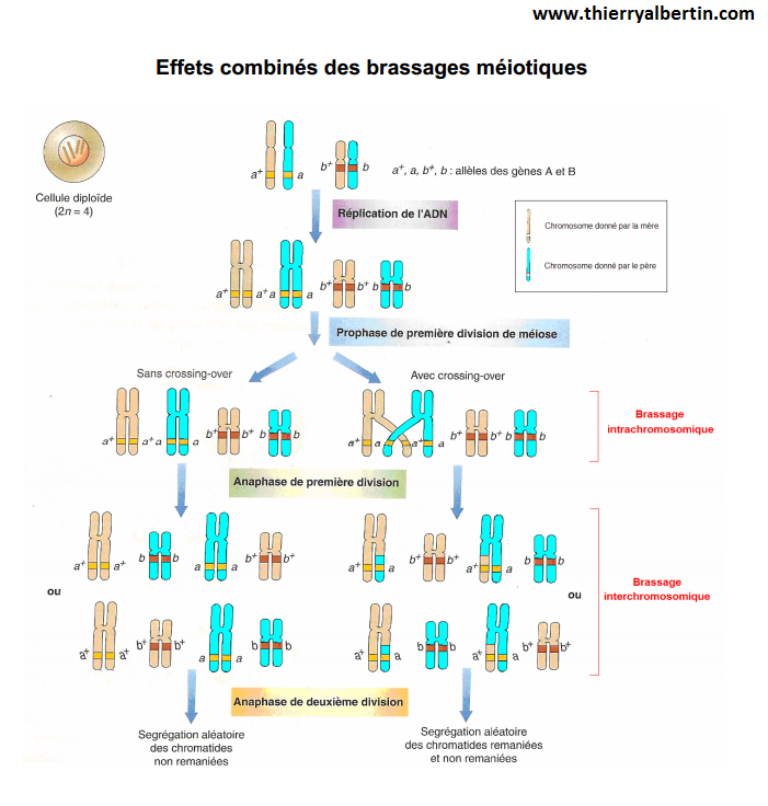 Effets combinés des brassages méiotiques