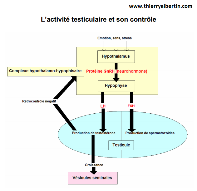 L`activité testiculaire et son contrôle