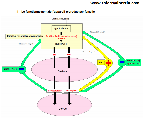 Le fonctionnement de l`appareil reproducteur femelle