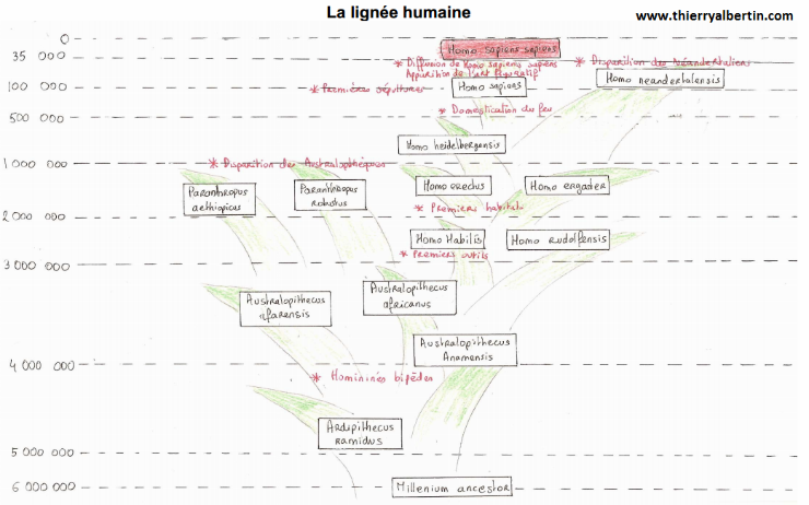 La lignée humaine Terminale S